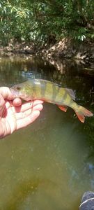 European Perch