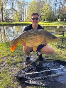 Common Carp