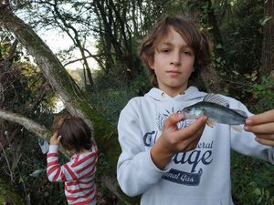 European Perch