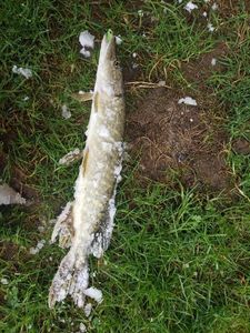 Brochet 