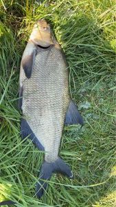 Common Bream