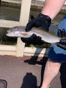 Rainbow Trout
