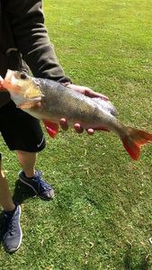 European Perch