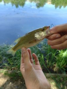 Largemouth Bass