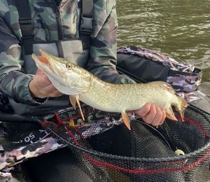 Northern Pike