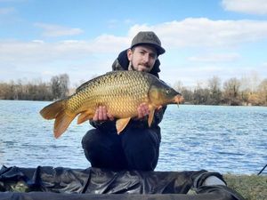 Common Carp