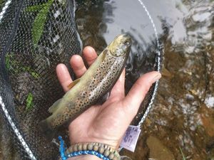 Brown Trout