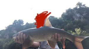 Barbel