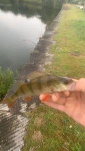 European Perch