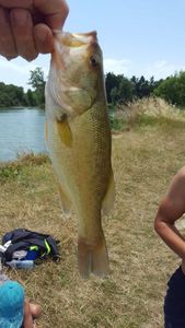 Largemouth Bass