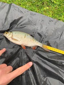 Roach