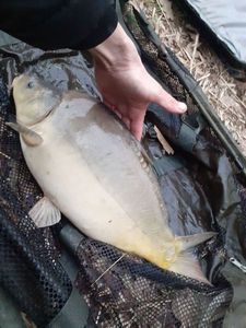 Mirror Carp