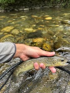 Brown Trout
