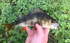 European Perch