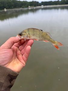 European Perch