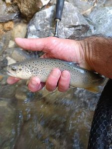 Brown Trout