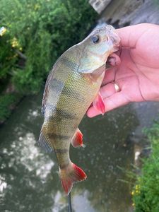European Perch