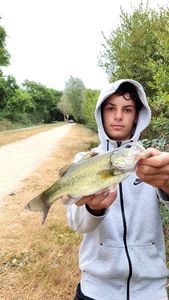 Largemouth Bass