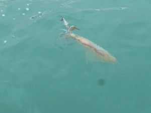 European Squid