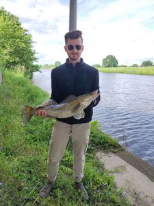 Zander
