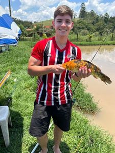 Common Carp