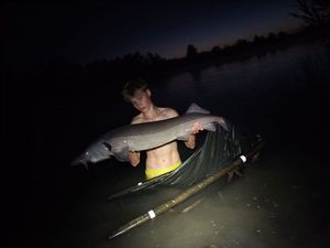 Sturgeon