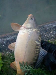 Mirror Carp