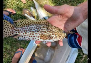 Orange Spotted Grouper