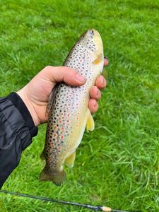 Brown Trout