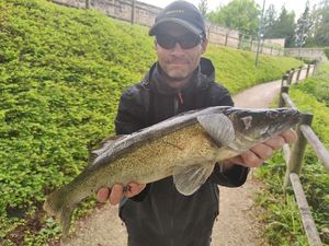 Zander