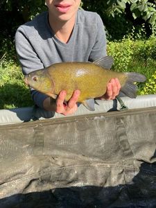 Tench