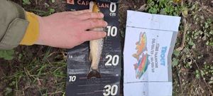 Brown Trout