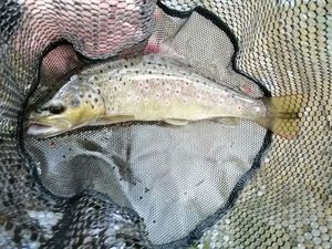 Brown Trout