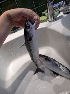 Mackerel
