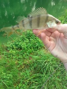 European Perch