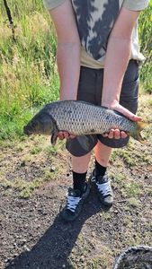 Common Carp
