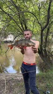 European Perch