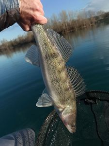 Zander