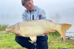 Common Carp