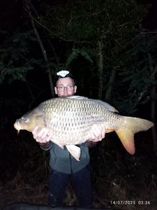 Common Carp