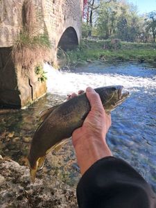 Brown Trout