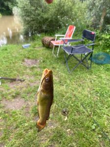 Black Bullhead