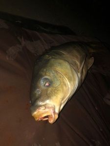 Mirror Carp