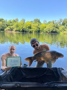 Common Carp