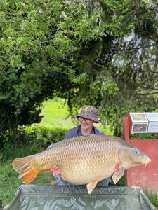Common Carp