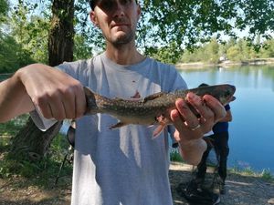 Brook Trout
