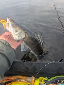 Zander