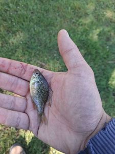Green Sunfish