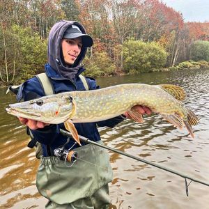 Northern Pike