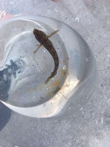 Giant Goby